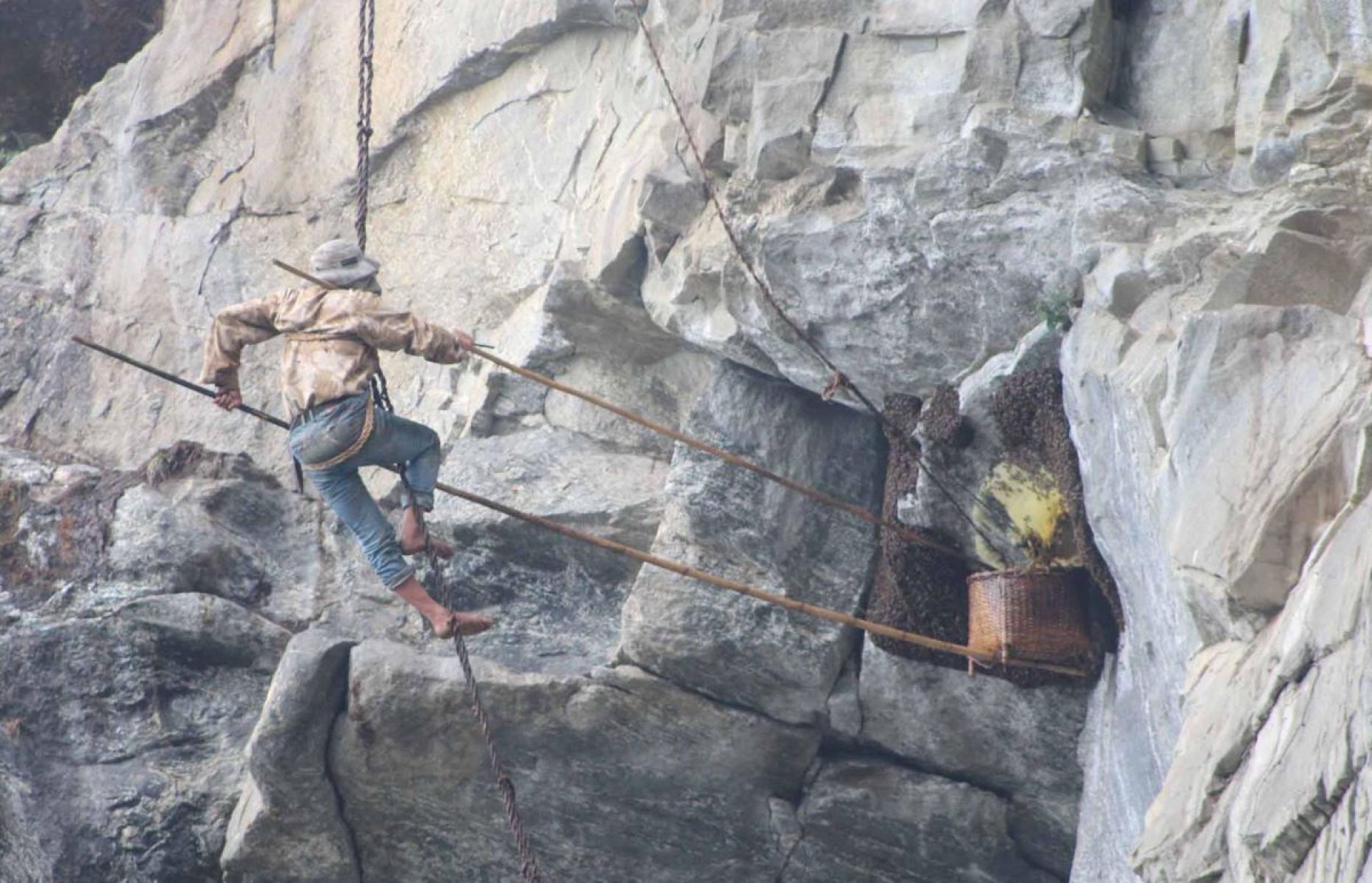 भीर मौरीको मह सिकार गर्न युवापुस्ता आकर्षित